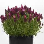 Lavandula Stoechas Bandera "Deep Rose" - во саксија Ø12 Lavandula Stoechas Bandera "Deep Rose" - во саксија Ø12